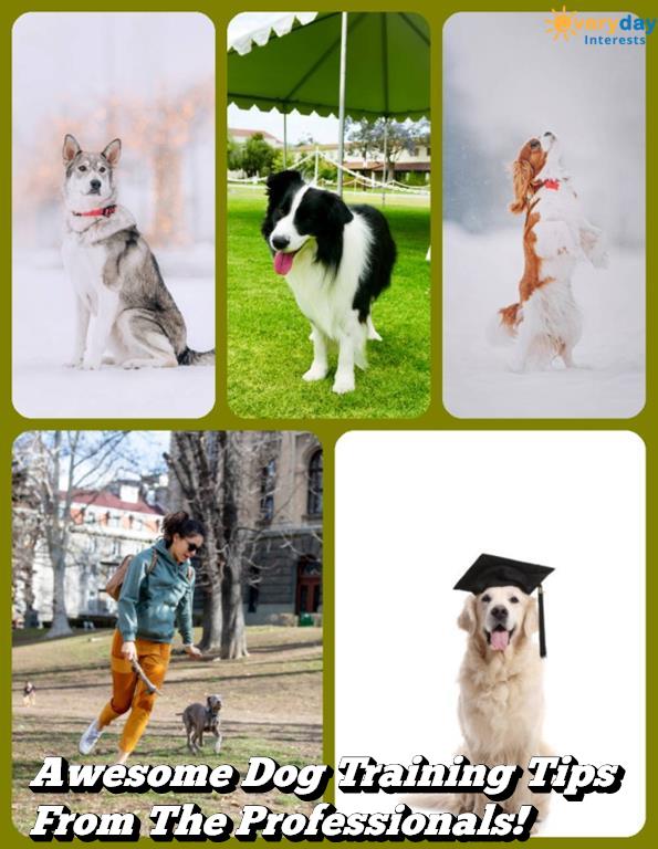 Awesome Dog Training Tips From The Professionals! Awesome Dog Training Tips From The Professionals!