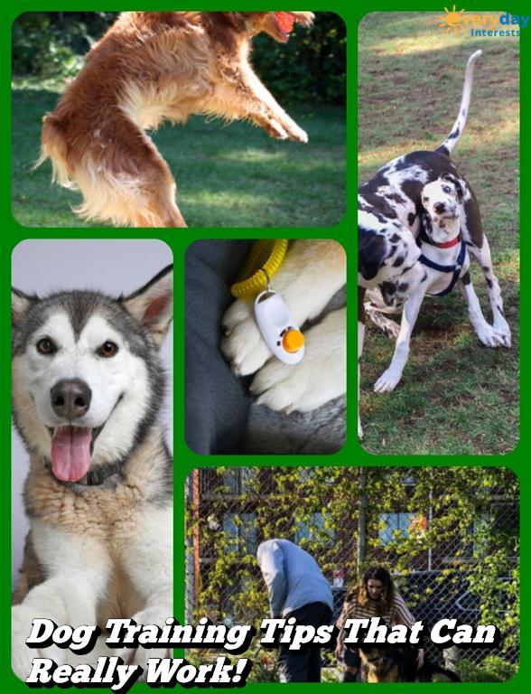 Dog Training Tips That Can Really Work!