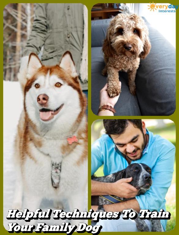 Helpful Techniques To Train Your Family Dog Helpful Techniques To Train Your Family Dog