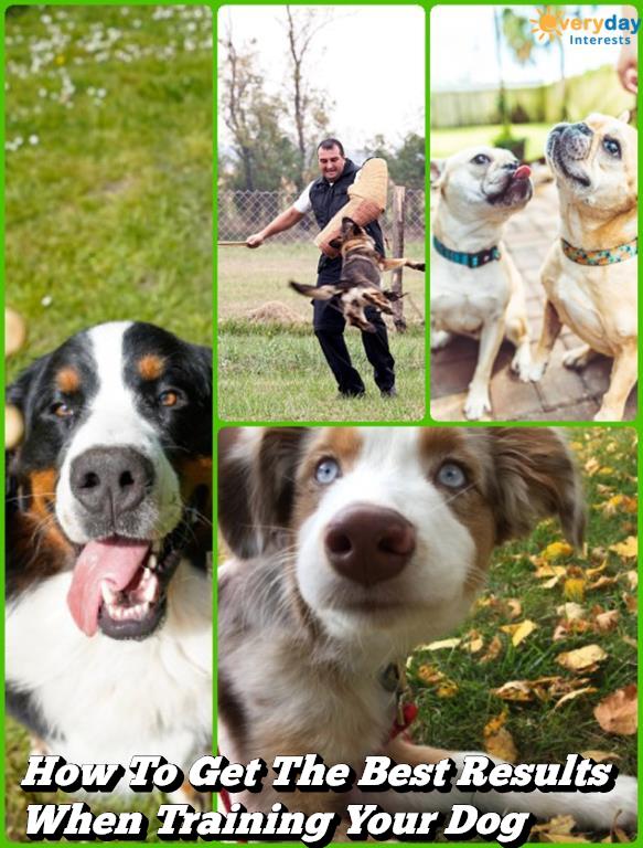 How To Get The Best Results When Training Your Dog How To Get The Best Results When Training Your Dog