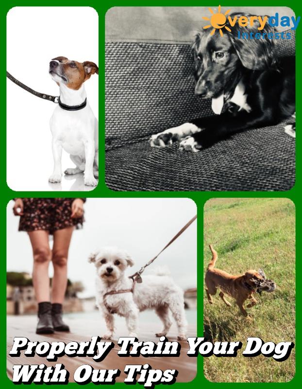 Properly Train Your Dog With Our Tips Properly Train Your Dog With Our Tips