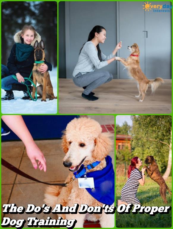 Learn How To Train Your Dog The Proper Way The Do's And Don'ts Of Proper Dog Training