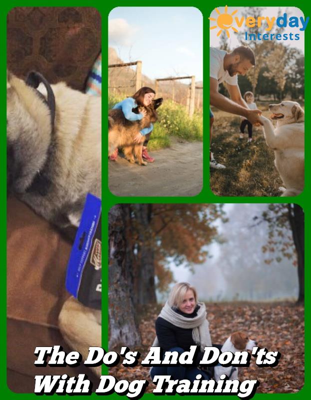 The Do's And Don'ts With Dog Training The Do's And Don'ts With Dog Training