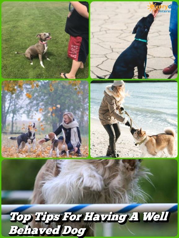 Top Tips For Having A Well Behaved Dog