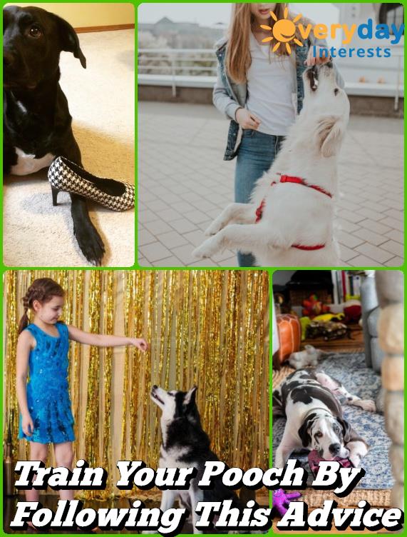 Train Your Pooch By Following This Advice 2 https://www.everydayinterests.net/train-your-pooch-by-following-this-advice/
