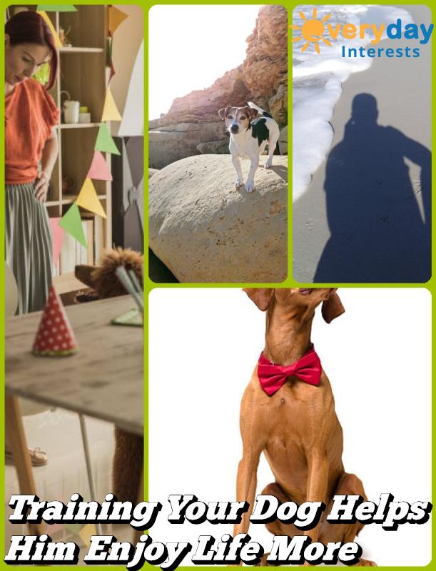 Training Your Dog Helps Him Enjoy Life More Training Your Dog Helps Him Enjoy Life More