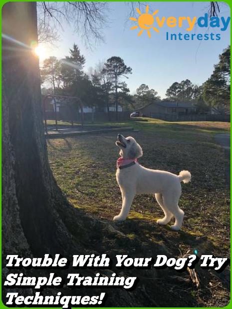 Trouble With Your Dog? Try Simple Training Techniques! Trouble With Your Dog Try Simple Training Techniques!
