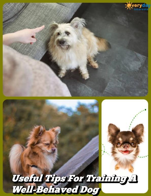 Useful Tips For Training A Well-Behaved Dog Useful Tips For Training A Well-Behaved Dog
