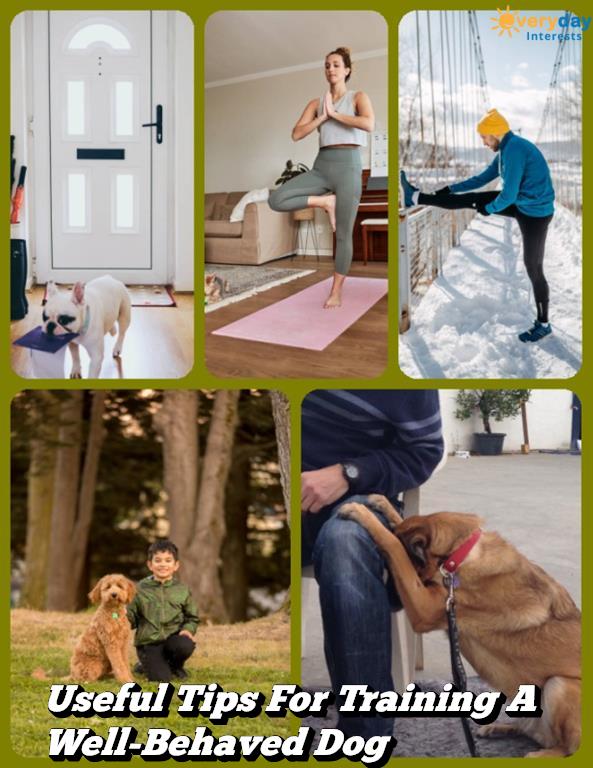Your Dog Should Be Able To Respond To Your Commands Your Dog Should Be Able To Respond To Your Commands