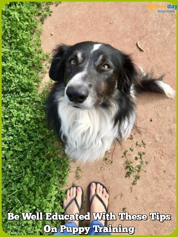 Be Well Educated With These Tips On Puppy Training 2 be well educated with these tips on puppy training