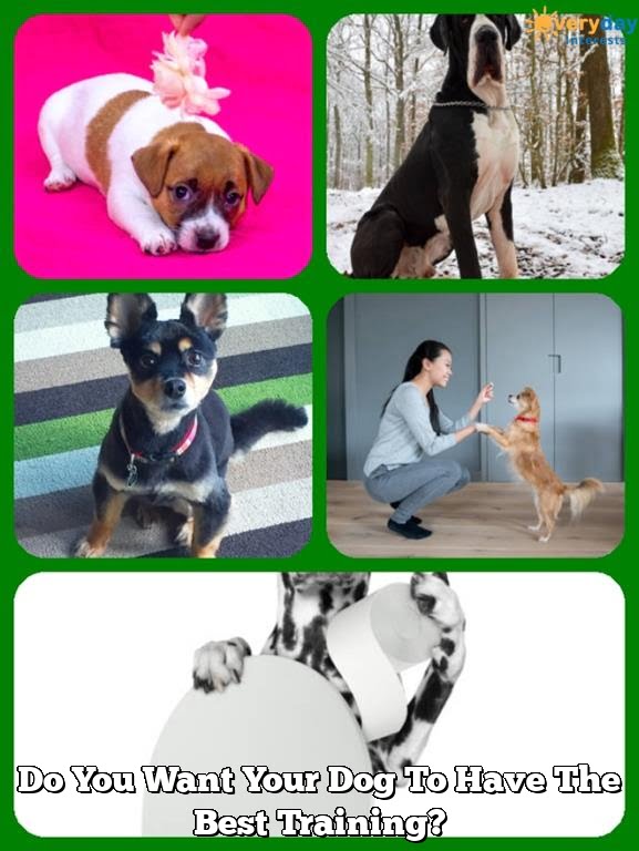 Do You Want Your Dog To Have The Best Training? Do You Want Your Dog To Have The Best Training?