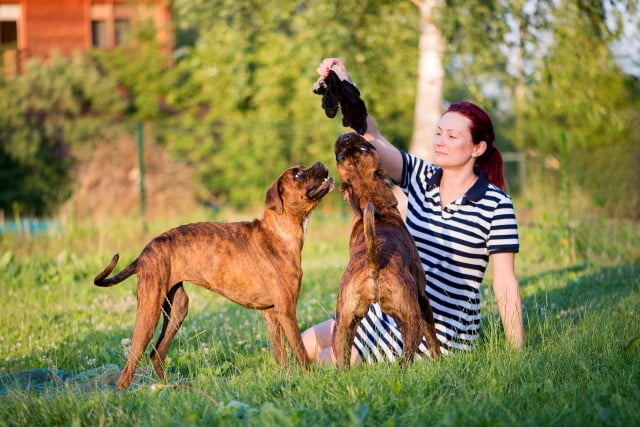 Teaching Your Old Dog Some New Tricks image