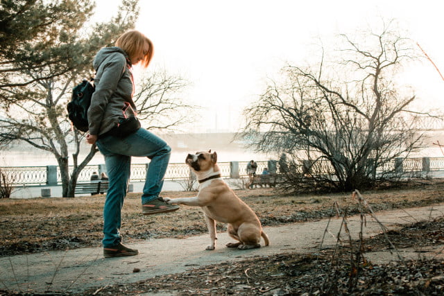 Use These Ideas For Training Your Dog. image