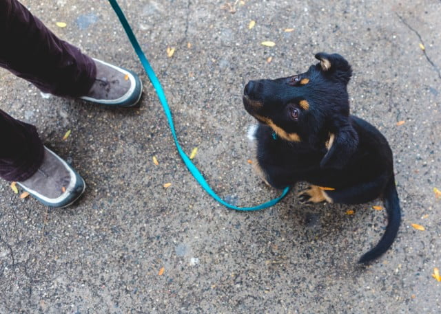 With A Bit Of Training And Attention, Your Pup Can Be It's Best 2 image 4