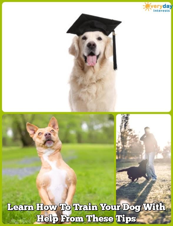 Learn How To Train Your Dog With Help From These Tips