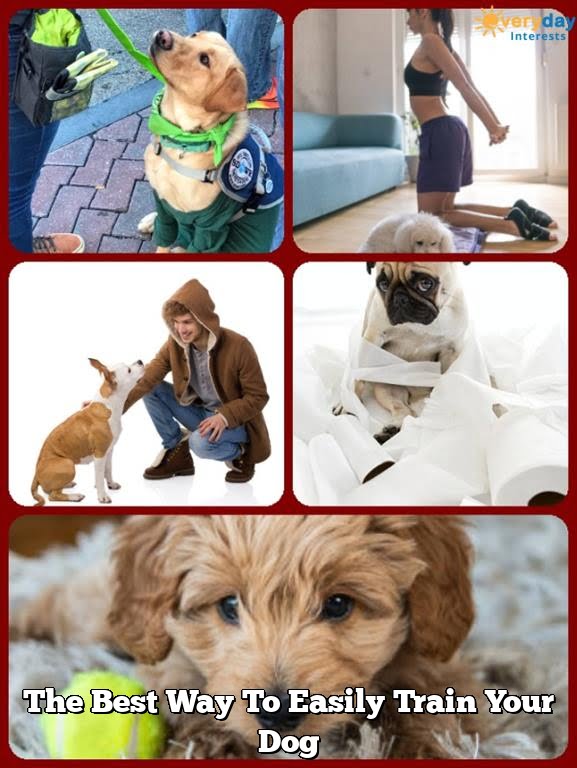 The Best Way To Easily Train Your Dog The Best Way To Easily Train Your Dog