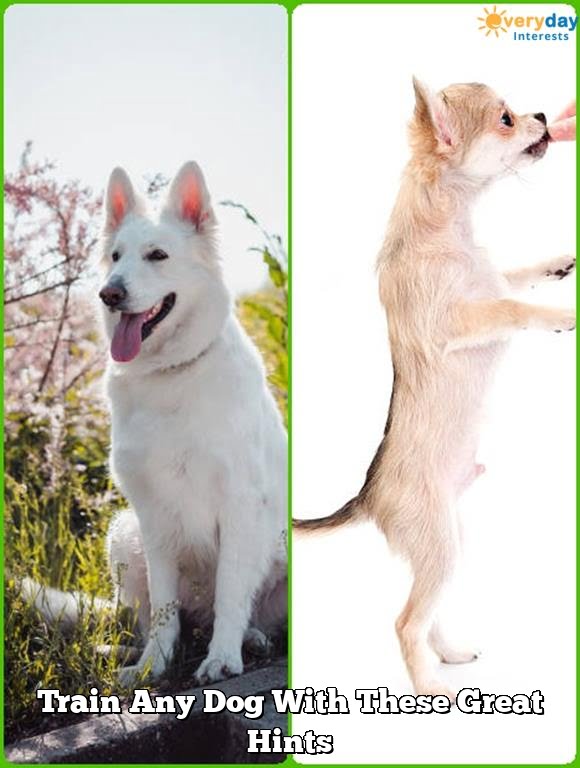 Train Any Dog With These Great Hints 2 train any dog with these great hints