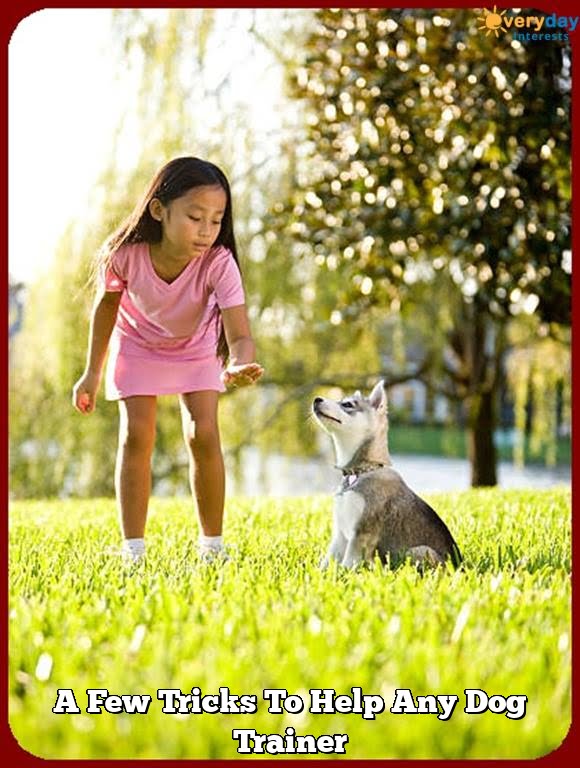 A Few Tricks To Help Any Dog Trainer A Few Tricks To Help Any Dog Trainer