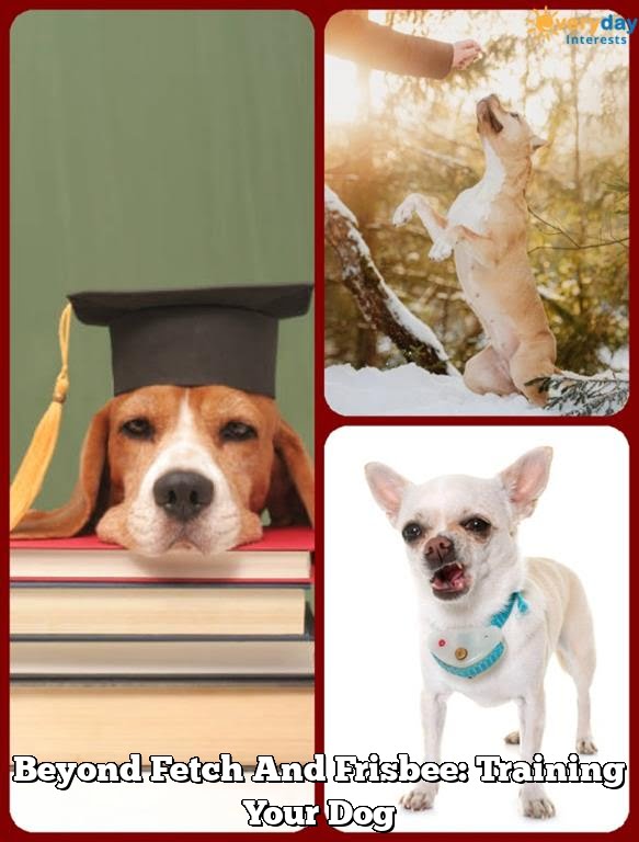 Beyond Fetch And Frisbee: Training Your Dog Beyond Fetch And Frisbee: Training Your Dog