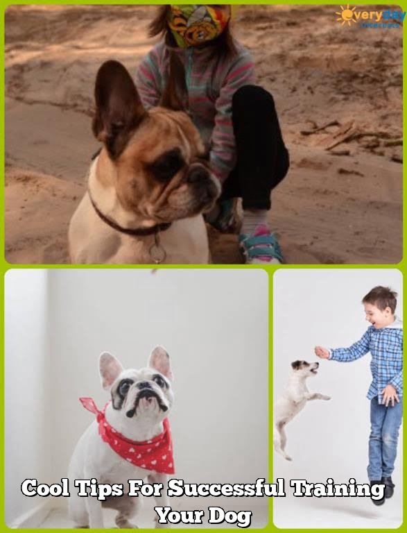 Cool Tips For Successful Training Your Dog Cool Tips For Successful Training Your Dog