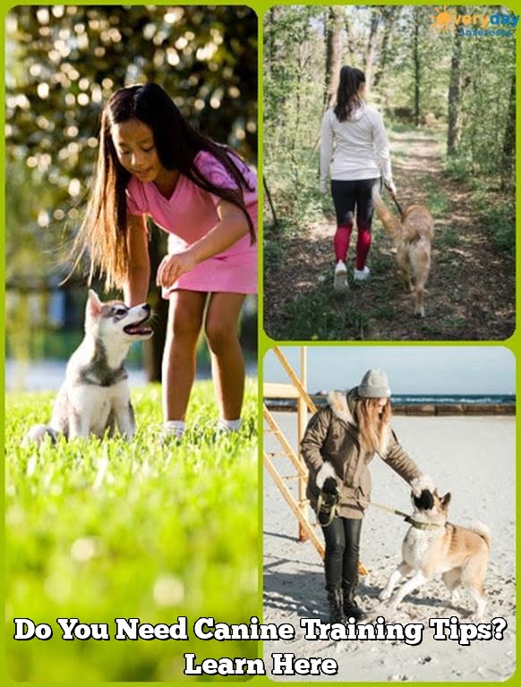 Do You Need Canine Training Tips? Learn Here
