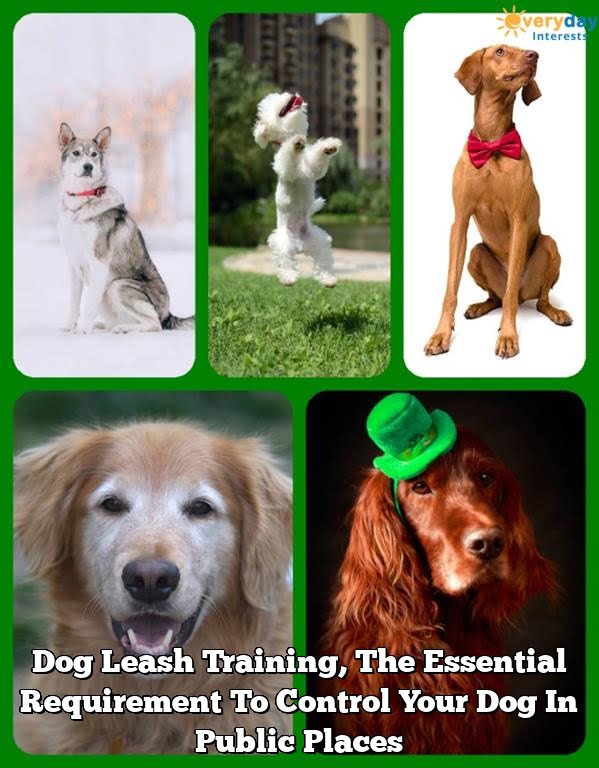 Dog Leash Training, The Essential Requirement To Control Your Dog In Public Places Dog Leash Training, The Essential Requirement To Control Your Dog In Public Places