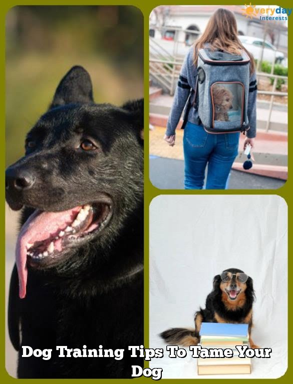 Dog Training Tips To Tame Your Dog Dog Training Tips To Tame Your Dog