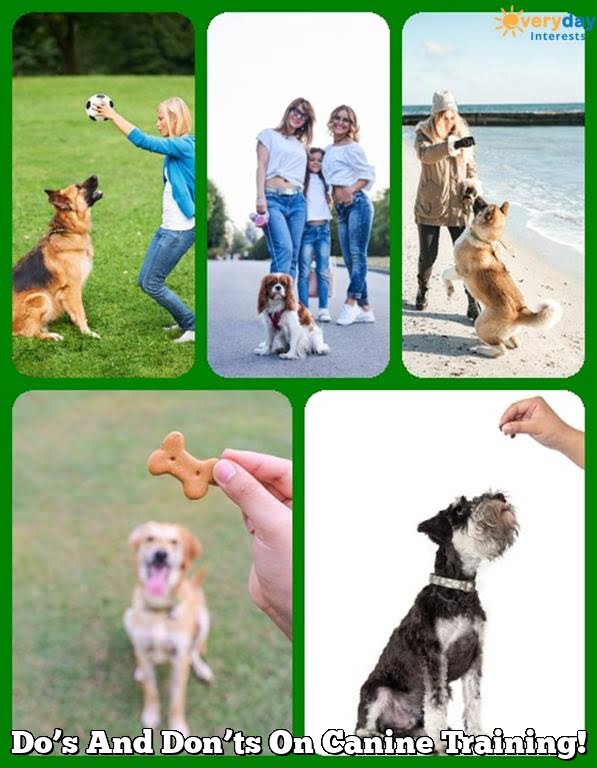 Do's And Don'ts On Canine Training! 1 Do’s And Don’ts On Canine Training!