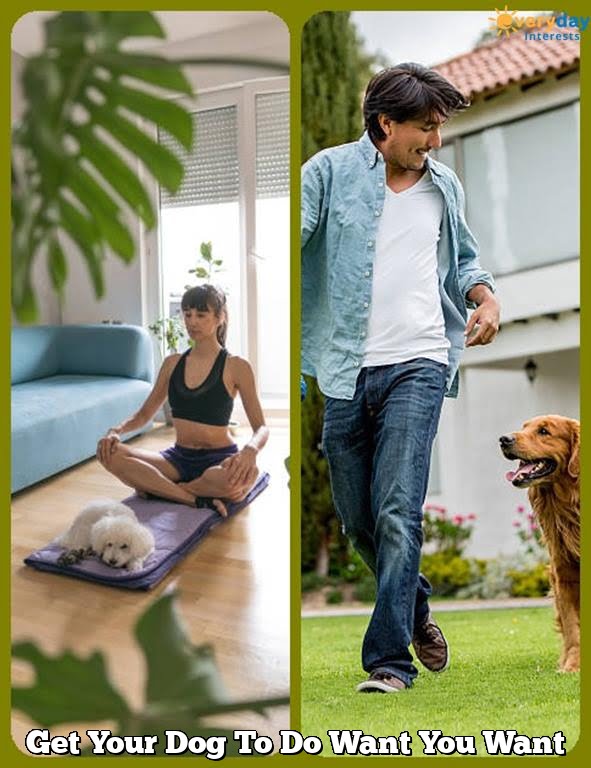 Get Your Dog To Do Want You Want Get Your Dog To Do Want You Want