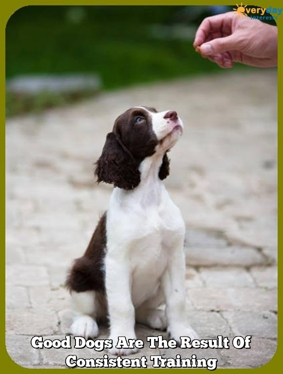 Good Dogs Are The Result Of Consistent Training