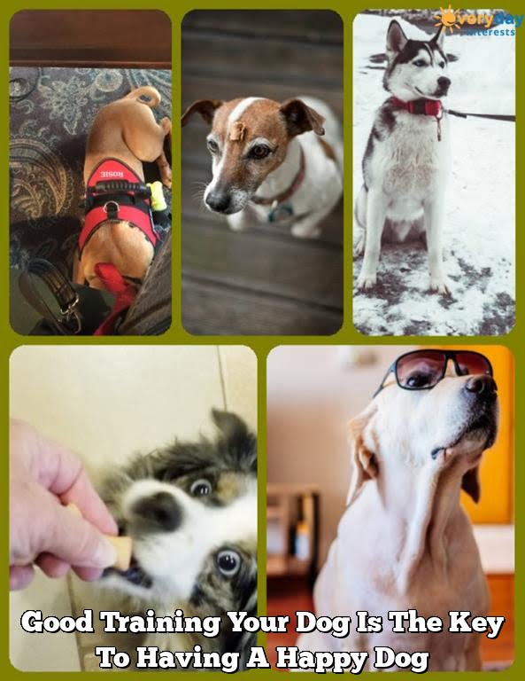 Good Training Your Dog Is The Key To Having A Happy Dog Good Training Your Dog Is The Key To Having A Happy Dog