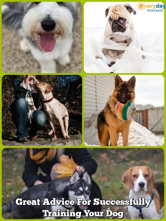 Great Advice For Successfully Training Your Dog Great Advice For Successfully Training Your Dog