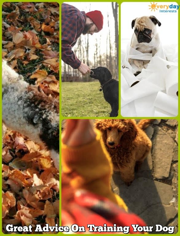 Great Advice On Training Your Dog 1 Great Advice On Training Your Dog