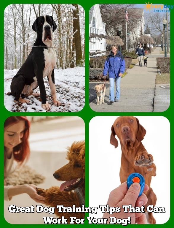 Great Dog Training Tips That Can Work For Your Dog! Great Dog Training Tips That Can Work For Your Dog!