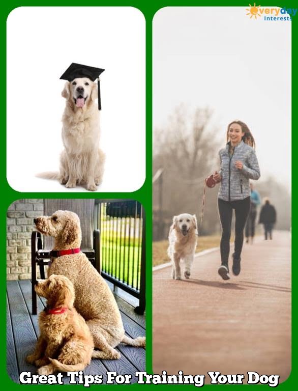 Great Tips For Training Your Dog Great Tips For Training Your Dog