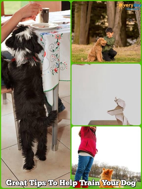 Great Tips To Help Train Your Dog