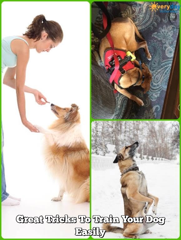 Great Tricks To Train Your Dog Easily 1 Great Tricks To Train Your Dog Easily