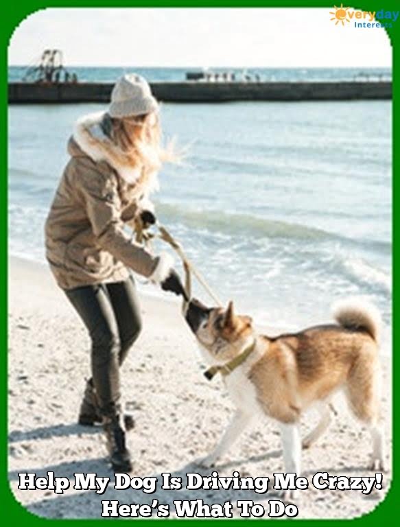 Help My Dog Is Driving Me Crazy! Here's What To Do Help My Dog Is Driving Me Crazy! Here’s What To Do