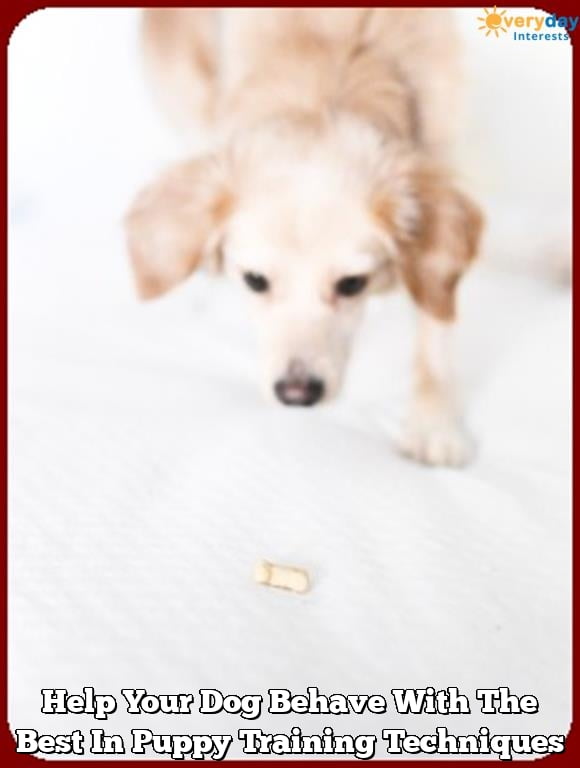 Help Your Dog Behave With The Best In Puppy Training Techniques Help Your Dog Behave With The Best In Puppy Training Techniques