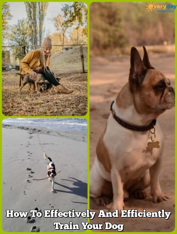 How To Effectively And Efficiently Train Your Dog How To Effectively And Efficiently Train Your Dog