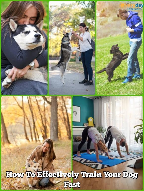 How To Effectively Train Your Dog Fast How To Effectively Train Your Dog Fast