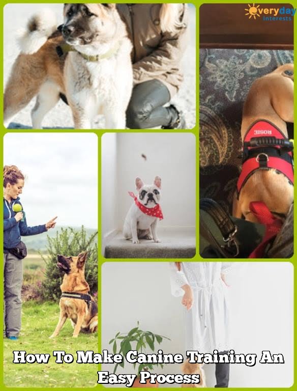 How To Make Canine Training An Easy Process How To Make Canine Training An Easy Process