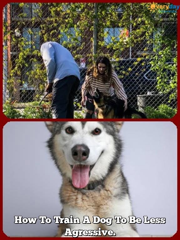 How To Train A Dog To Be Less Agressive. How To Train A Dog To Be Less Agressive.