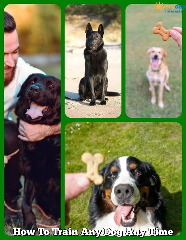 How To Train Any Dog Any Time How To Train Any Dog Any Time