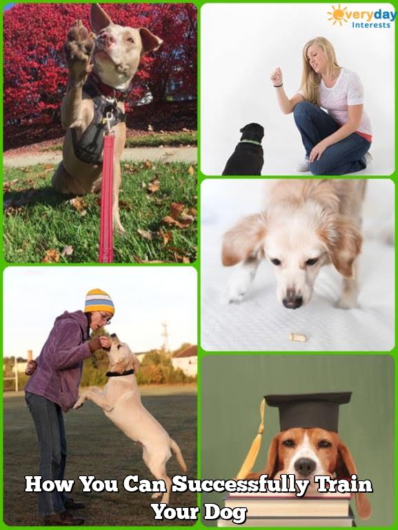How You Can Successfully Train Your Dog How You Can Successfully Train Your Dog