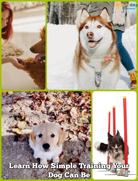 Learn How Simple Training Your Dog Can Be