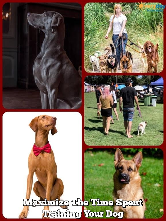 Maximize The Time Spent Training Your Dog Maximize The Time Spent Training Your Dog