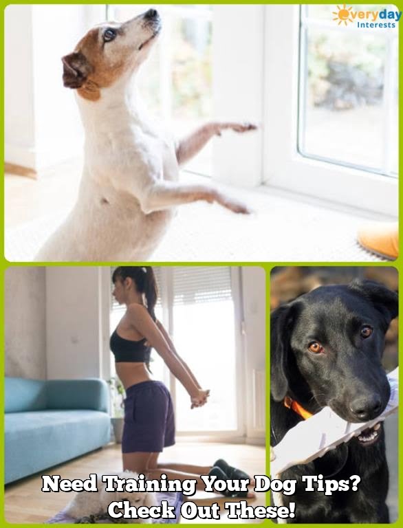 Need Training Your Dog Tips? Check Out These! Need Training Your Dog Tips? Check Out These!