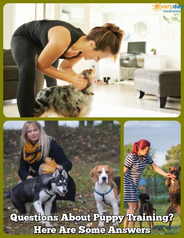 Questions About Puppy Training? Here Are Some Answers