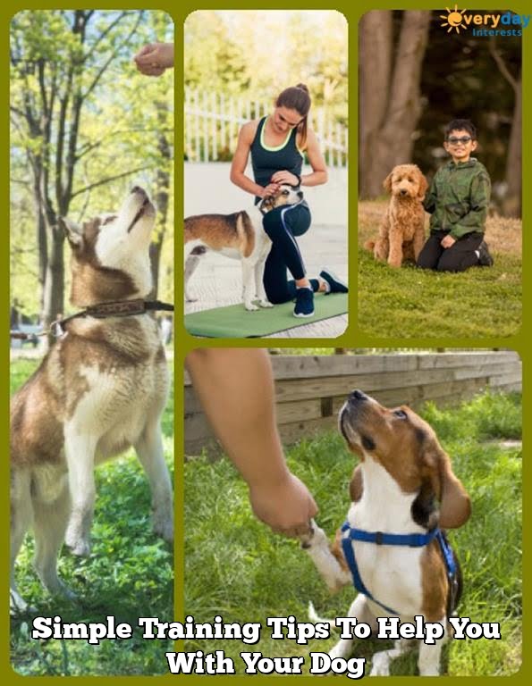 Simple Training Tips To Help You With Your Dog Simple Training Tips To Help You With Your Dog